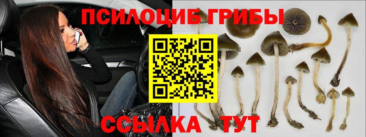 Псилоцибиновые грибы Psilocybe  Галлюциногенные грибы Psilocybe  Вход с VPN  Ялуторовск 